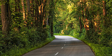 Eine Straße, die mitten durch einen grünen Wald führt